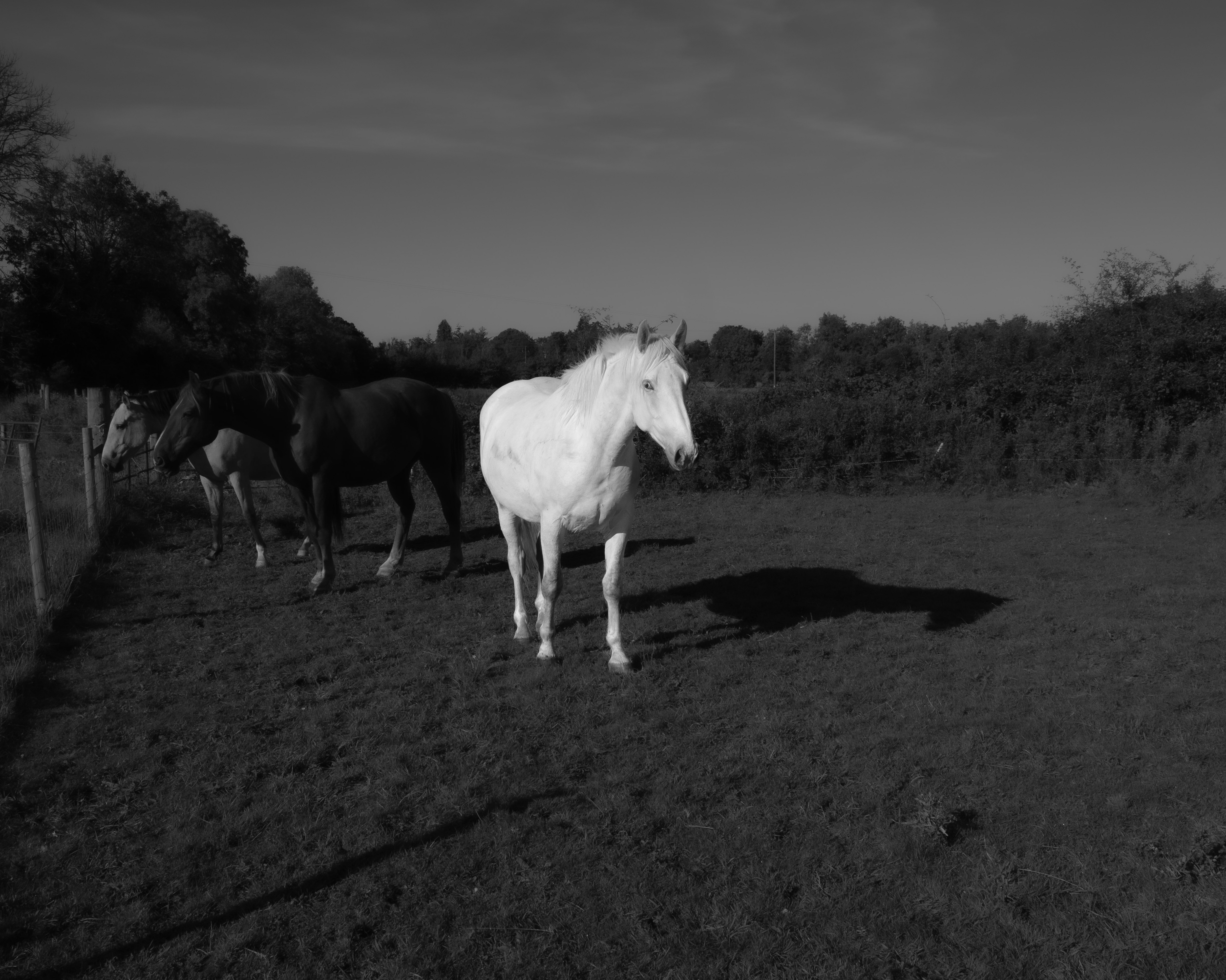 a white horse in a field, castng a shadow, black and white photo 